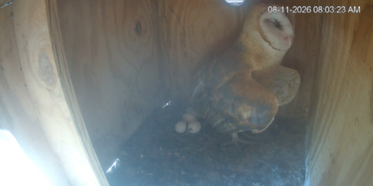 Rare second batch of eggs surprises Arizona barn owl biologists