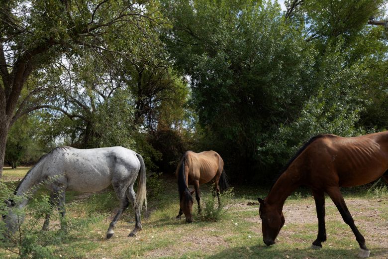 Wild horses roam through campsites near the Rio Grande Village in Big Bend National Park in June 2025.