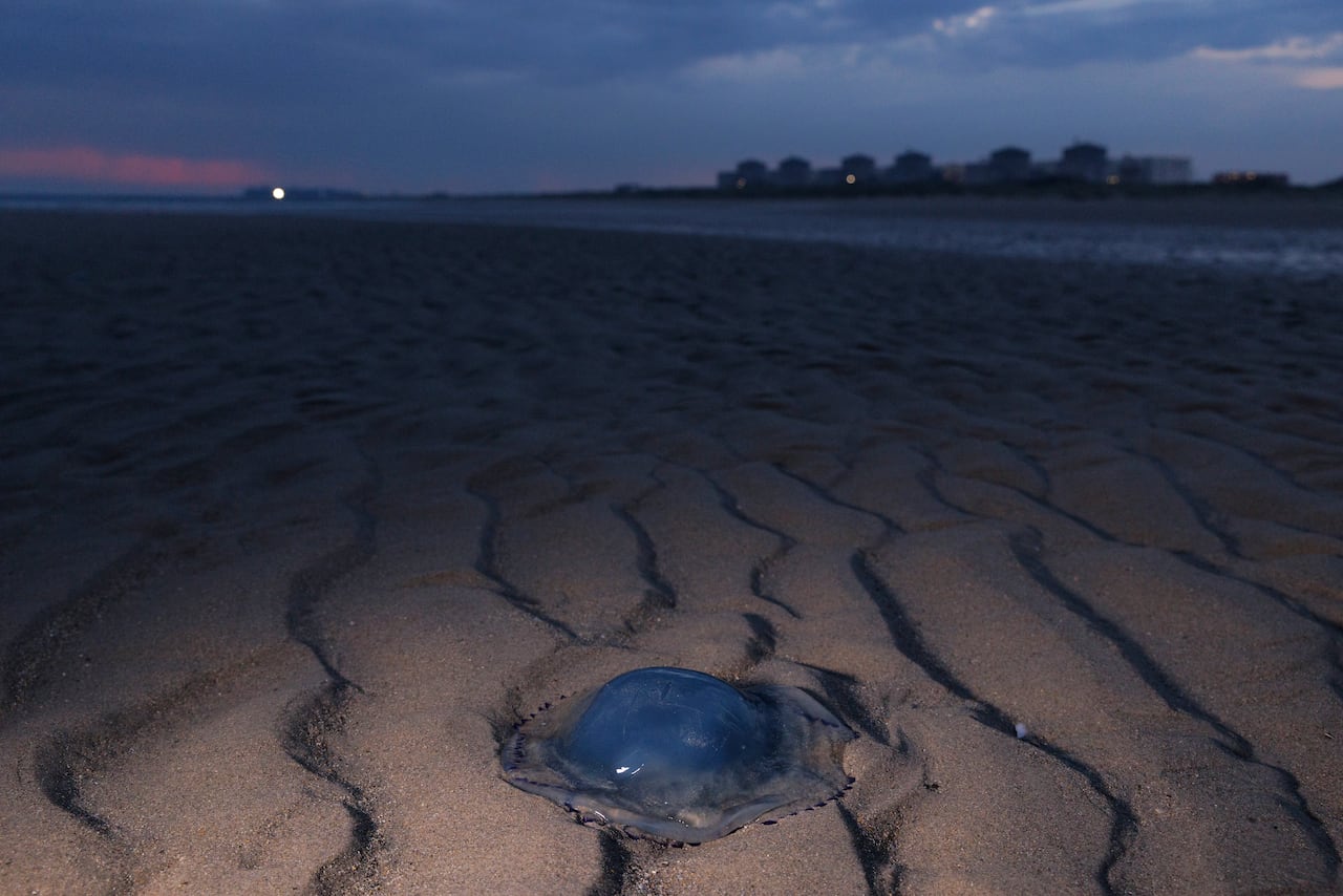 A blue, washed-up jellyfish sits on the sand of a beach at sundown.