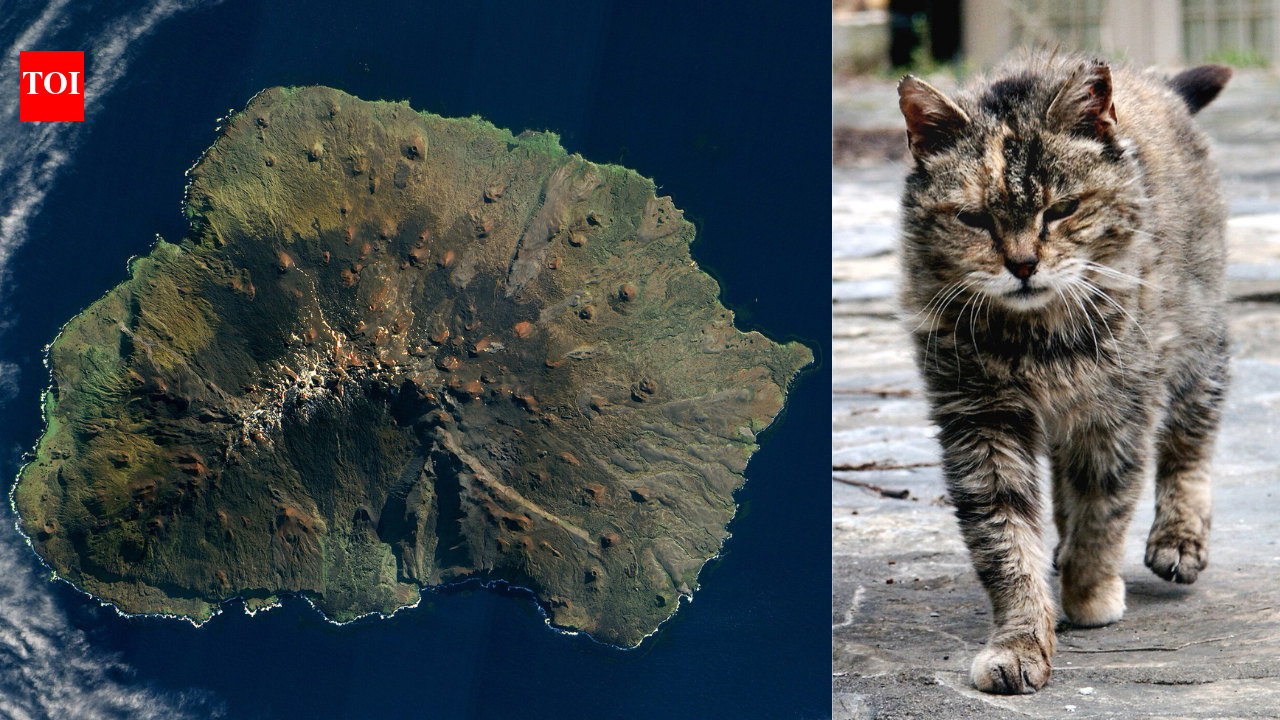 In 1949, five domestic cats were brought to Marion Island to control mice; their population grew to about 2,000 and was estimated to kill 450,000 seabirds a year