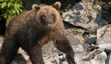 Bear spray saves Alaska runner from brown bear attack on trail