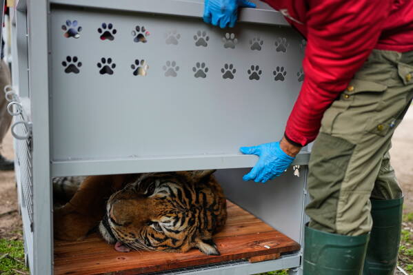 A tiger lies in a crate as a Four Paws animal welfare organization member prepares for its transfer from a shuttered zoo to a sanctuary in South Africa, in Lujan, Argentina, Friday, Aug. 14, 2026. (AP Photo/Natacha Pisarenko)