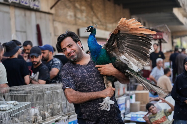 An Iraqi vendor offers a peacock at the Pet Market (al-Ghazl market) one of Baghdadi's favorite destinations, especially on Fridays, it attracts buyers and sellers peddling birds, dogs, cats, and exotic animals such as snakes and monkeys in Baghdad Friday Aug. 14, 2026. (AP Photo/Hadi Mizban)