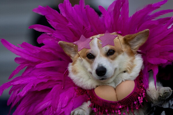 A corgi dog participates in a fashion show during a international event Corgi Race Vilnius 2026 in Vilnius, Lithuania, Saturday, Aug. 15, 2026. (AP Photo/Mindaugas Kulbis)