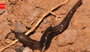 In the 1990s, a predatory flatworm was released in Samoa to control giant African snails; it later became linked to the decline and extinction of native island snails