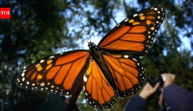 Monarch butterfly has been added to endangered species list, to conserve them scientists in California have given them solar-powered radio backpacks