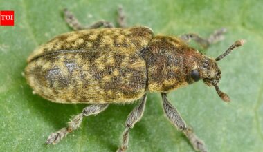 In 1969, the US released a European weevil to control invasive thistles; it later fed on more than 30 native species, including at least seven rare or endangered plants