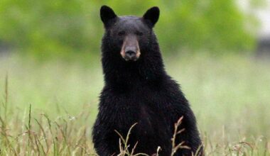 Person hospitalized after bear gets inside North Carolina house