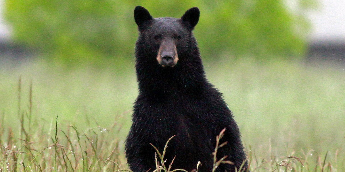 Person hospitalized after bear gets inside North Carolina house