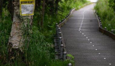 Fish and Game issues river otter alert after 2 attacks along Anchorage waterways