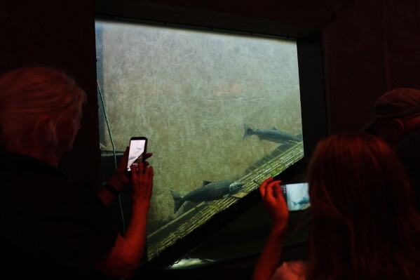People film and take photos of salmon using the fish ladder at the Ballard Locks, Tuesday, Aug. 18, 2026, in Seattle. (AP Photo/Lindsey Wasson)