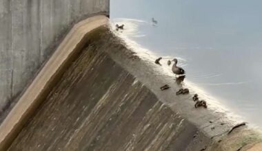 Have You Seen This? Ducklings use spillway as waterslide