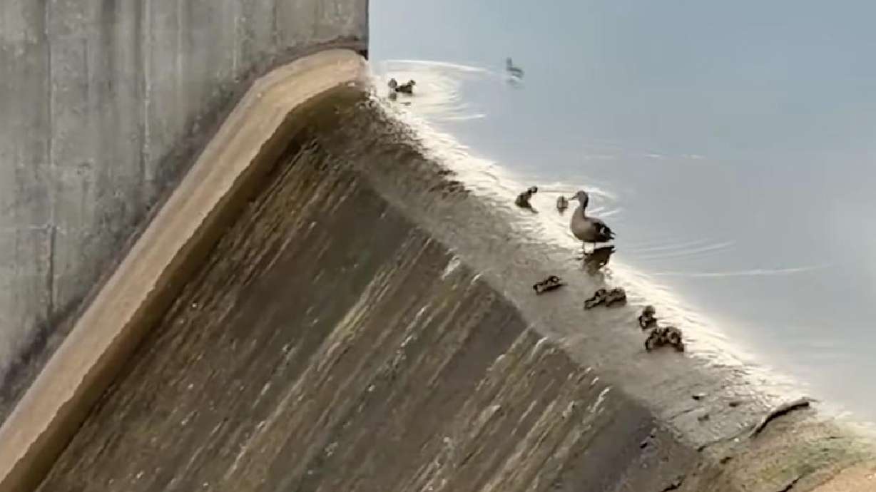 Have You Seen This? Ducklings use spillway as waterslide