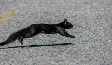 Black squirrels are supposed to be rare. So why does Michigan have so many?