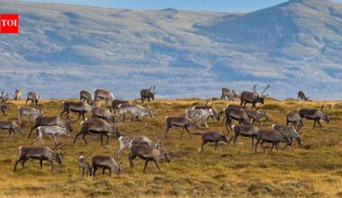 In 1944, 29 reindeer were left on a remote island in Alaska, decades later, they had eaten themselves into extinction