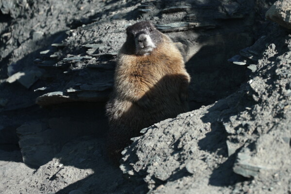 A marmot named 9 sits outside of her den Thursday, Aug. 6, 2026, in Gothic, Colo. (AP Photo/Brittany Peterson)