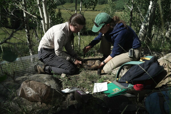 Researchers mark a marmot with dye for identification Friday, Aug. 7, 2026, in Gothic, Colo. (AP Photo/Brittany Peterson)