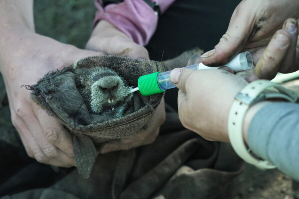 Researchers swab the cheek of a marmot Thursday, Aug. 6, 2026, in Gothic, Colo. (AP Photo/Brittany Peterson)