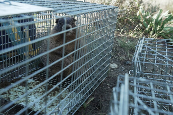 A marmot pup looks out from a trap Thursday, Aug. 6, 2026, in Gothic, Colo. (AP Photo/Brittany Peterson)