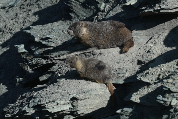 A marmot named 9 sits with one of her pups Thursday, Aug. 6, 2026, in Gothic, Colo. (AP Photo/Brittany Peterson)