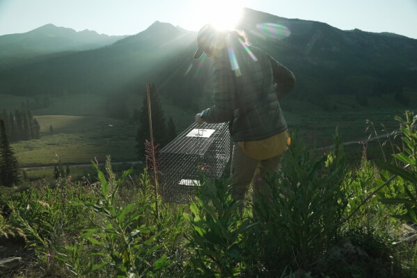 Emily Renkey, a University of California, Los Angeles masters student, moves a marmot trap Friday, Aug. 7, 2026, in Gothic, Colo. (AP Photo/Brittany Peterson)