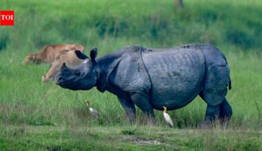 Why Assam wants to shrink Kaziranga National Park's eco-sensitive zone - explained | India News