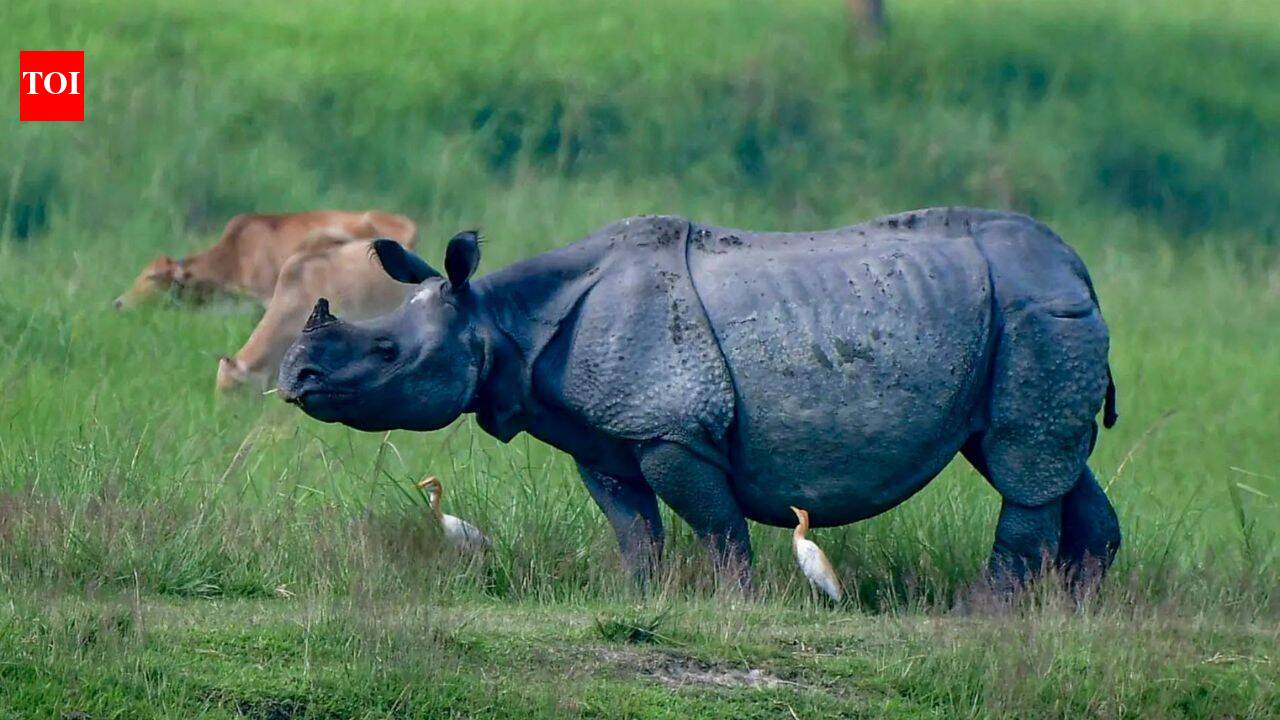 Why Assam wants to shrink Kaziranga National Park's eco-sensitive zone - explained | India News
