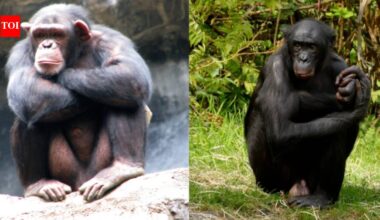 In 2022, Johns Hopkins researchers discovered that bonobos and chimpanzees can remember old companions; 26 years after separation, Louise still favored her sister’s face |