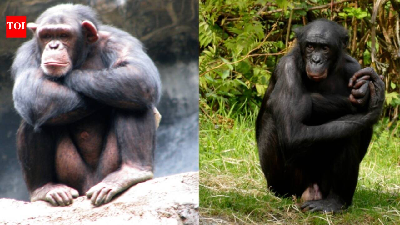 In 2022, Johns Hopkins researchers discovered that bonobos and chimpanzees can remember old companions; 26 years after separation, Louise still favored her sister’s face |