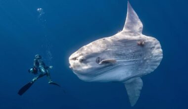 Scary, Intimate, Beautiful: The Finalists Of Ocean Photographer Of The Year 2026