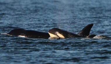 The Salish Sea is the place to be for orcas this summer. What’s behind this trend?