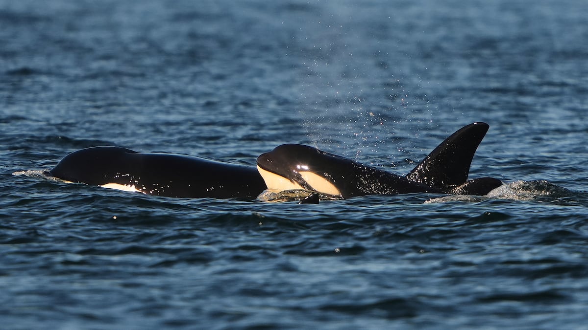 The Salish Sea is the place to be for orcas this summer. What’s behind this trend?