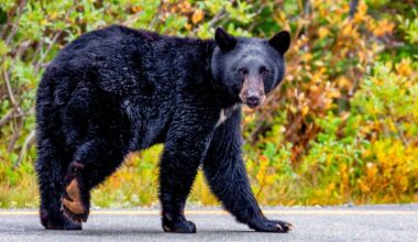 Crowd tests their luck getting close to wild bear for pictures and video at Mount Rainier