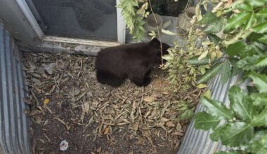 Sanpete County schools temporarily initiate secure protocol due to nearby bear