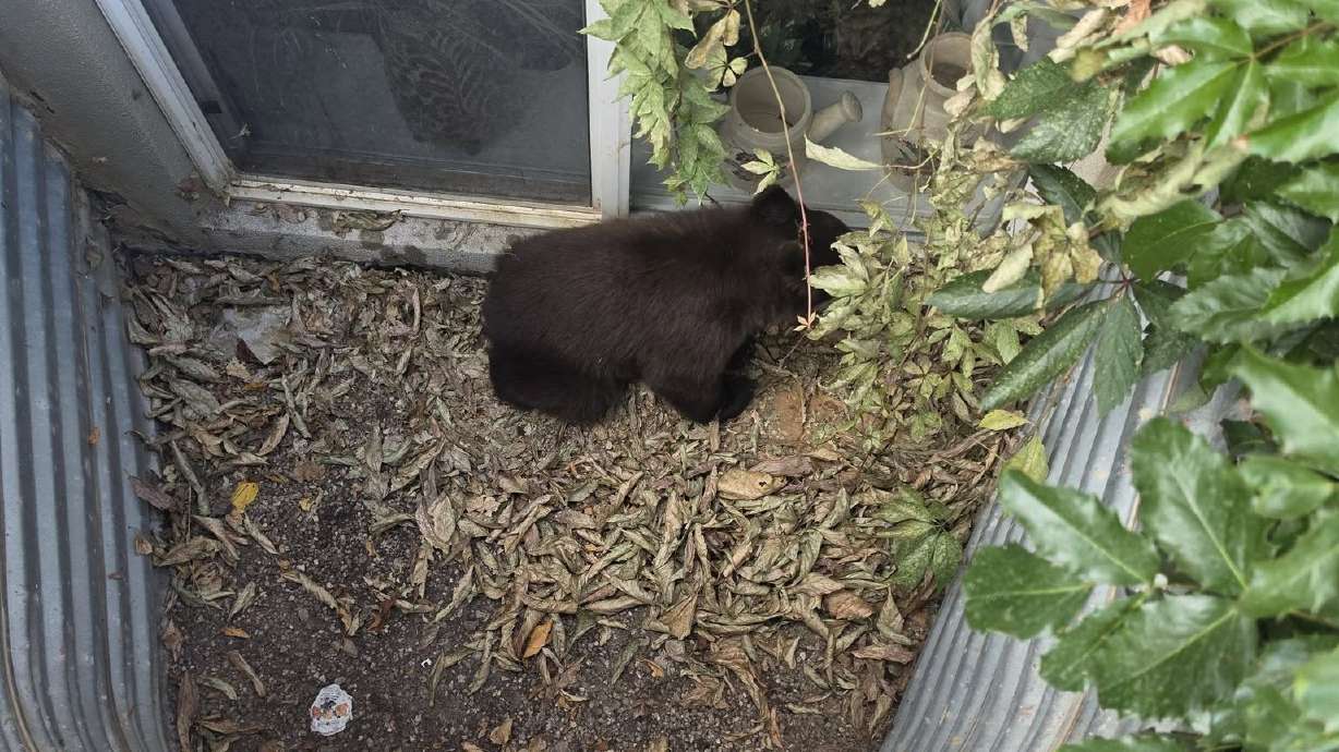 Sanpete County schools temporarily initiate secure protocol due to nearby bear