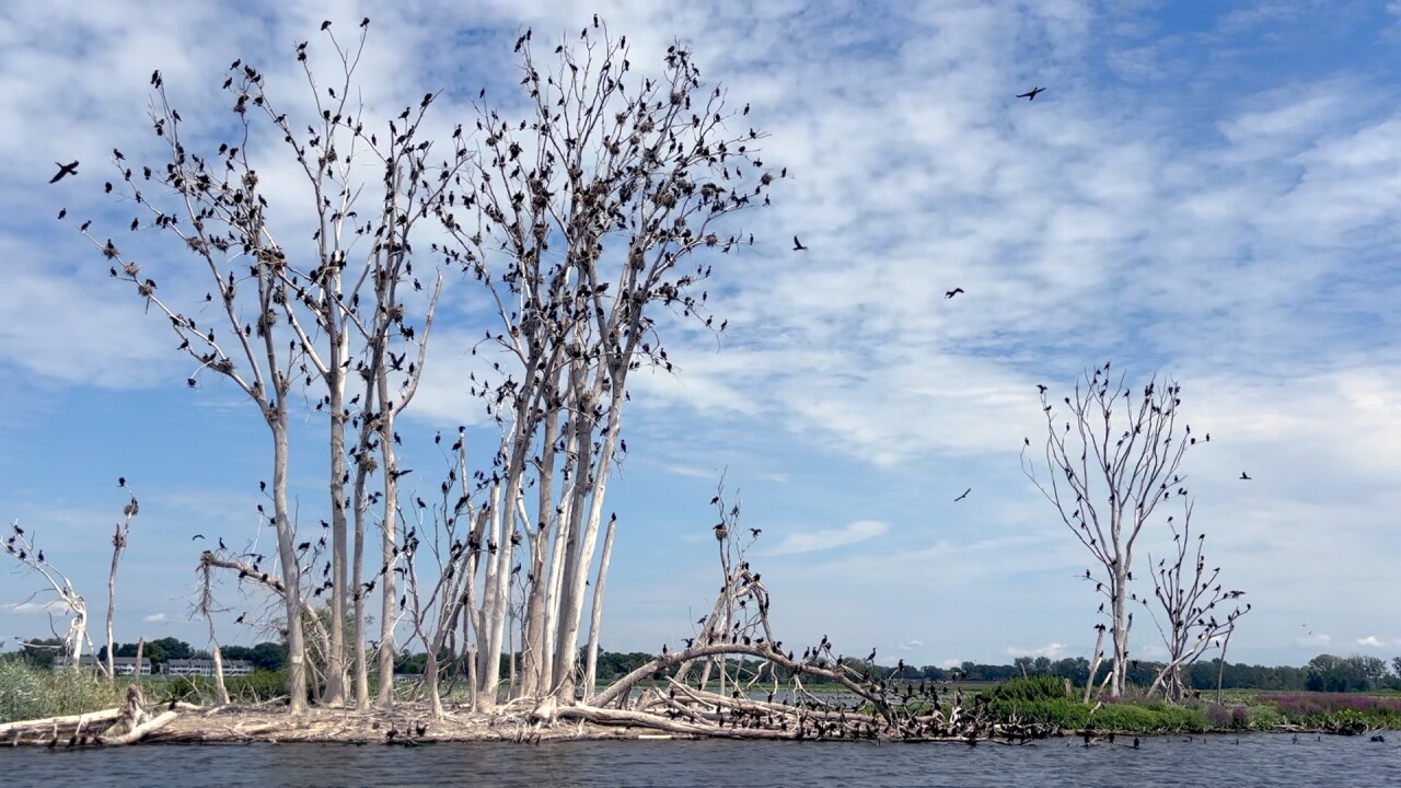 TREES.jpg