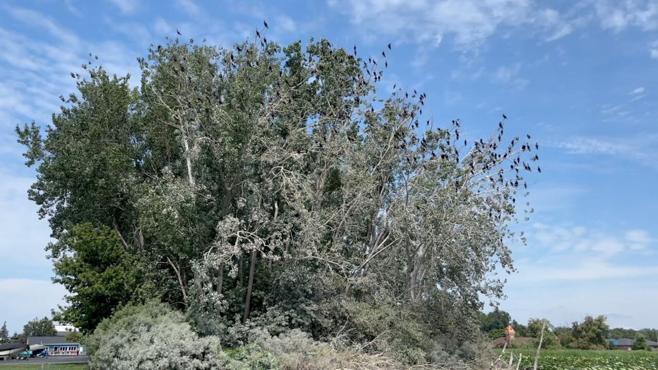MARINA SIDE TREES.jpg