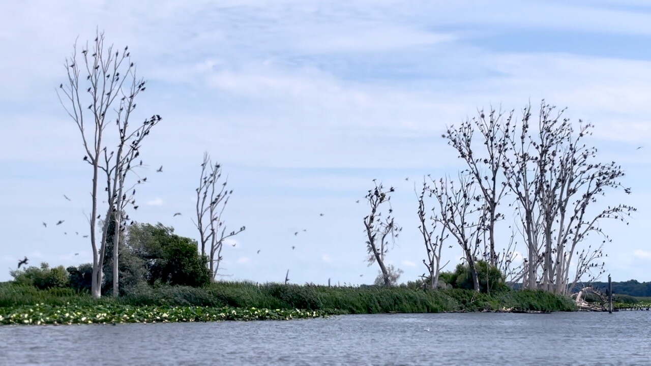 ISLAND2.jpg