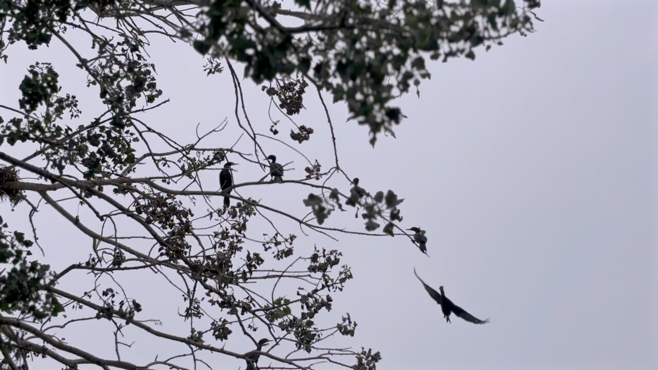 CORMORANTS2.jpg