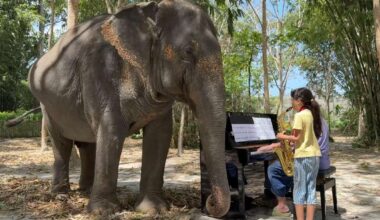 Have You Seen This? Father and daughter play music for graceful elephant