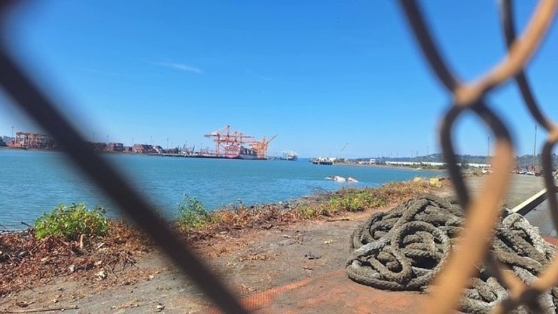 Marine mammal experts are working with the Washington Department of Fish and Wildlife to determine what killed the 70-foot whale. (Photo courtesy: Ashley Lathrop)