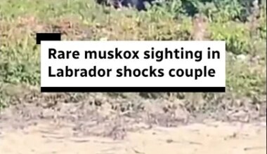 Couple describes rare muskox encounter in Labrador - YouTube