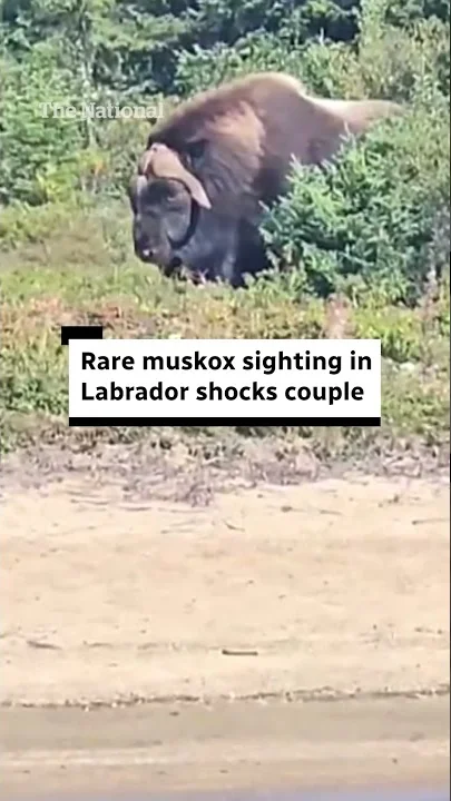 Couple describes rare muskox encounter in Labrador - YouTube