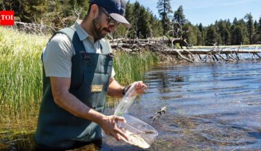 California releases more than 3,000 endangered mountain frogs into the wild, restoring a species that has lost most of its home |
