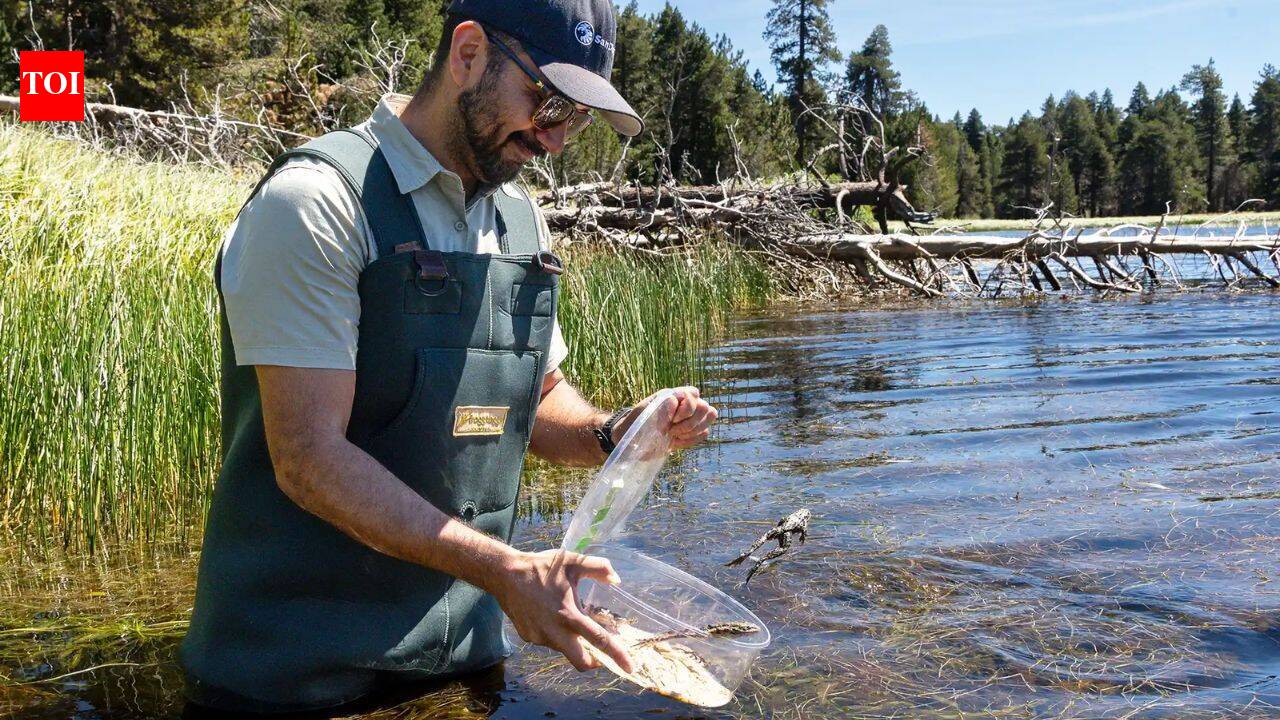 California releases more than 3,000 endangered mountain frogs into the wild, restoring a species that has lost most of its home |