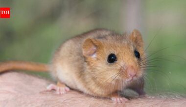In 1902, edible dormice were released at an English estate; by 2018 Britain had an estimated 23,000, and the government now pays £40 per hectare a year to control damage to trees, crops and nesting birds