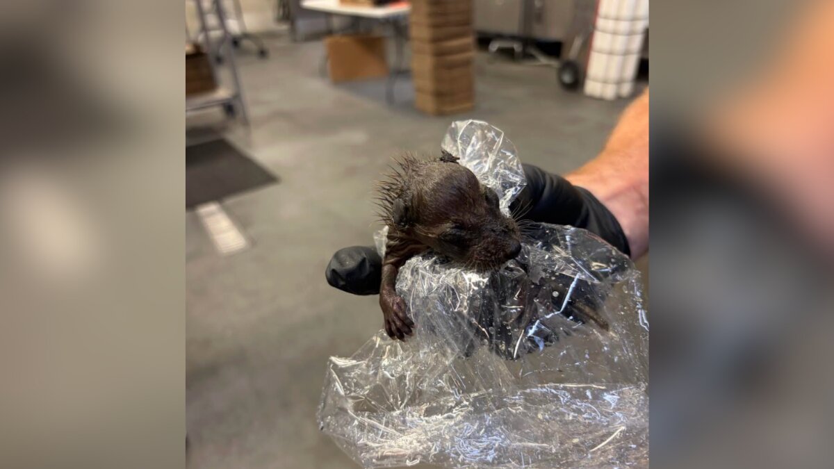 Brewery Worker Unloading Supplies Finds Wet Baby Hidden Among Kegs