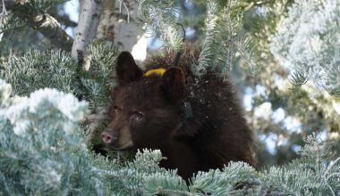 'The most painful outcome': Black bear cub found in Sanpete County euthanized