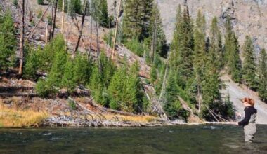 Yellowstone National Park removing invasive fish from creek to preserve native species