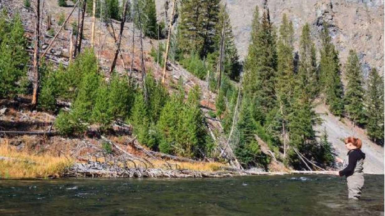 Yellowstone National Park removing invasive fish from creek to preserve native species